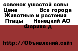 совенок ушастой совы › Цена ­ 5 000 - Все города Животные и растения » Птицы   . Ненецкий АО,Фариха д.